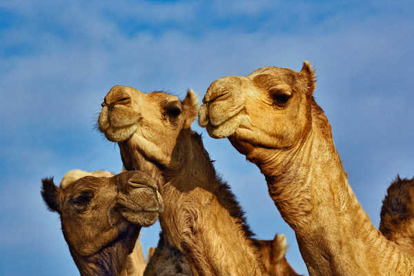 Marché traditionnel aux chameaux Daraw Egypte