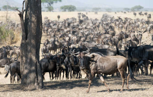 Migration des gnous à Ndutu © Migration des gnous à Ndutu