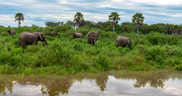 Observation des éléphants lors d'un safari en Tanzanie