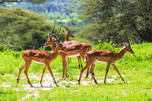 Observation des Impalas dans le parc national de Tarangine en Tanzanie