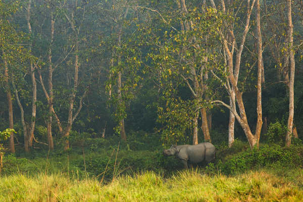 Parc National de Chitwan Nepal