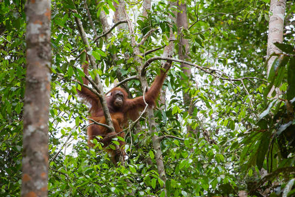 Parc National de Gunung Leuser singe Indonesie