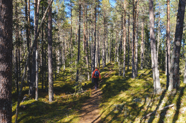 Parc national de Skuleskogens en Suede en ete
