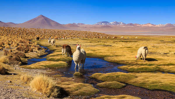 Plaine Altiplano