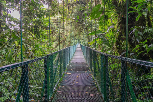 Pont suspendus dans la forêt de Monteverde au Costa Rica