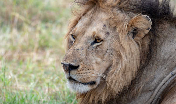 Portrait d'un lion en Tanzanie