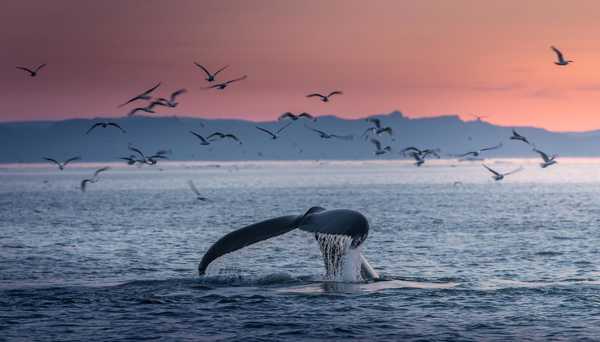 Queue de baleine émergeant au soleil couchant