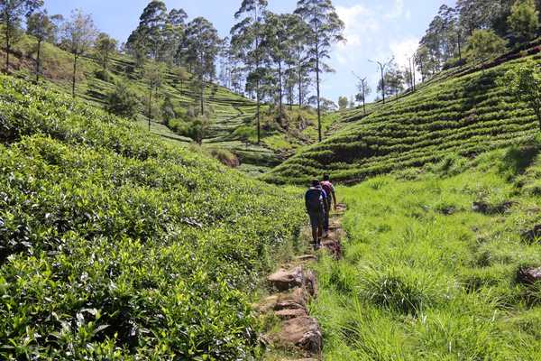 Randonnée dans les plantations de thé au Sri lanka