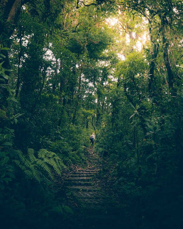 Randonnée en forêt au Costa Rica