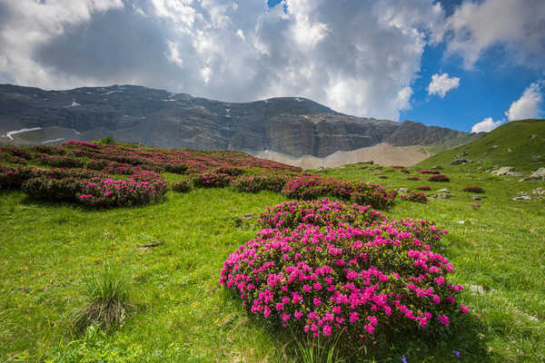 Rhododendron en fleurs dans le massif du Champsaur, Alpes du sud