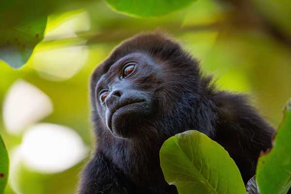 Singe Hurleur dans la jungle au Costa Rica