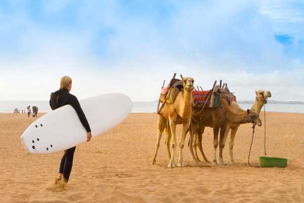 Surfeuse et dromadaires sur la plage d'Essaouira, au Maroc