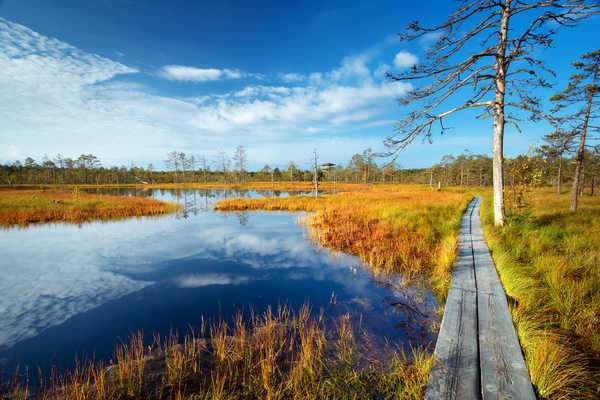Tourbières Viru au parc national de Lahemaa en automne en Estonie