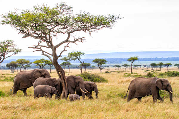 Troupeau d'éléphants dans la réserve nationale de Masai Mara au Kenya