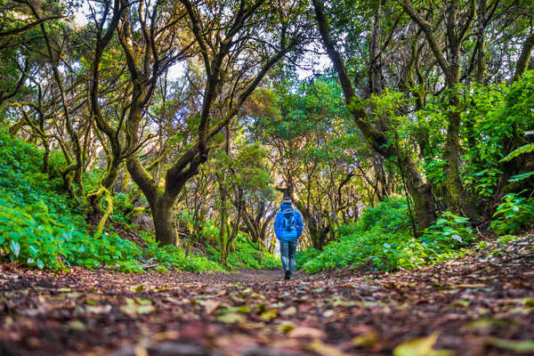 Un homme qui marche dans une forêt mystique sur l'île d'El Hierro