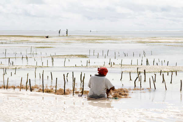 Une locale cultivant les algues Zanzibar