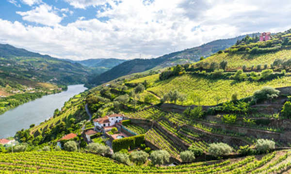 Vignes de la vallée du douro Portugal