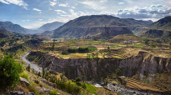 Vue sur les terraces du canyon de Colca au Pérou