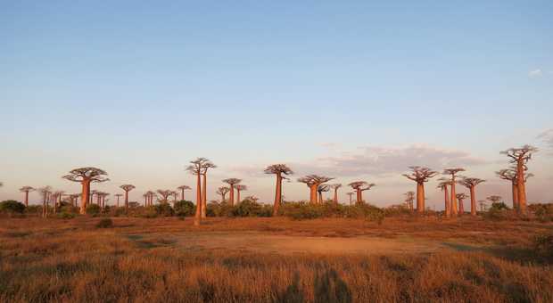 Allée des Baobabs à Madagascar au coucher du soleil