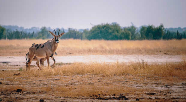 Antilope cheval dans la brousse, Botswana