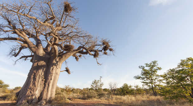 Baobab en Afrique du Sud