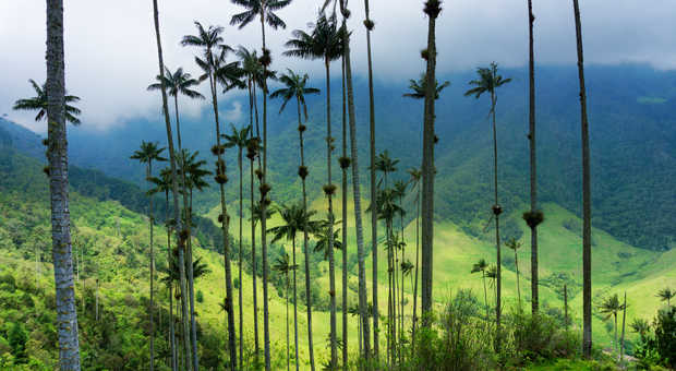 Biodiversité en colombie