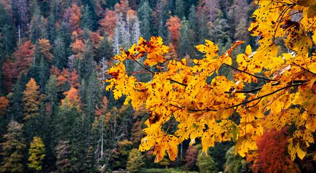 erables-colores-du-lac-feldsee