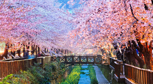 fleurs de cerisier, ville de Busan en Corée du Sud