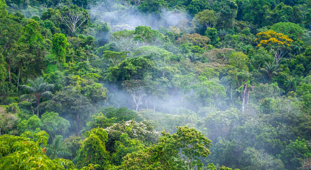 Forêt amazonienne en Equateur