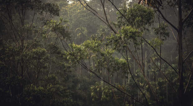 Forêt tropicale durant la mousson au Sri Lanka