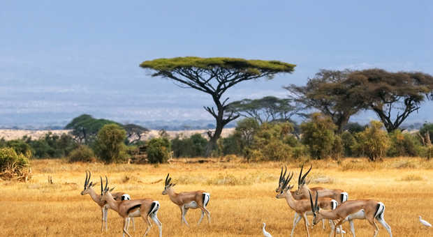 Gazelles de Grant au Kenya