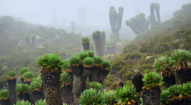 La forêt de Séneçons géants sur le Kilimandjaro en  Tanzanie
