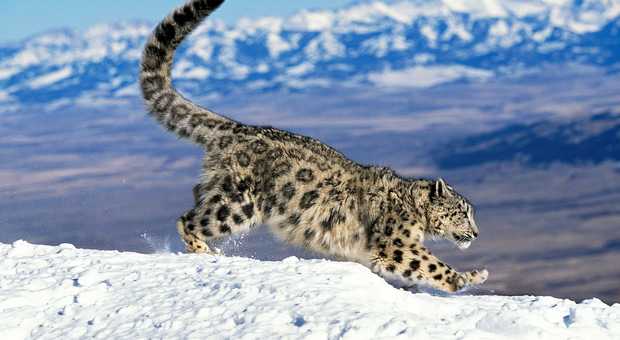 Léopard des neiges , Inde Himalayenne