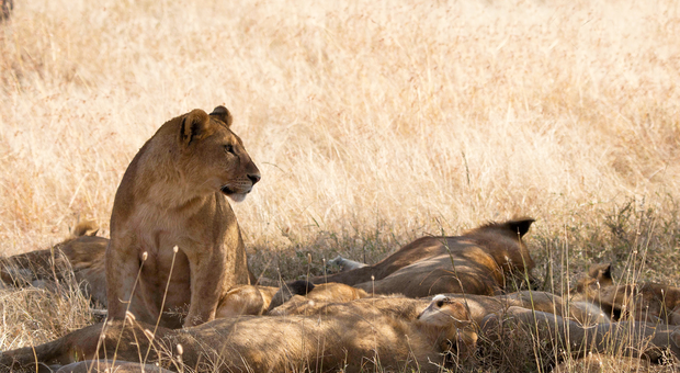 Lions au Parc National du Serengeti en Tanzanie