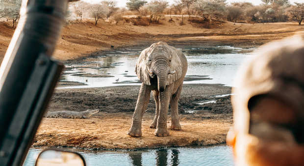 Observation d'un éléphanteau lors d'un safari Tanzanie