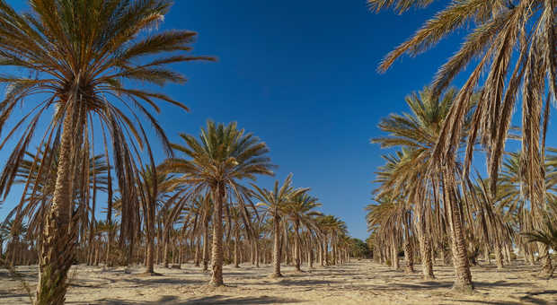 palmeraie-de-douz