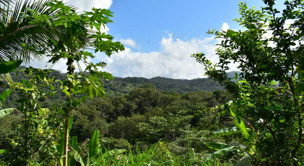 Paysage tropical du Panama