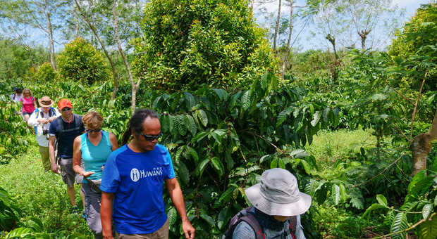 Randonnée dans les plantations de café à Java