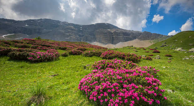 Rhododendron en fleurs dans le massif du Champsaur, Alpes du sud