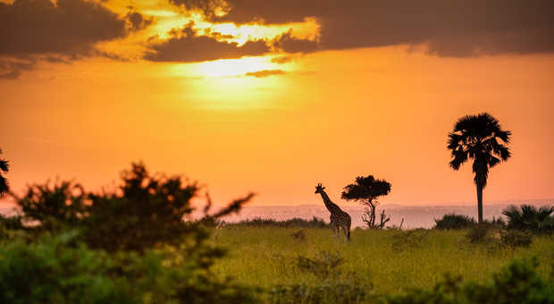 Safari en Ouganda