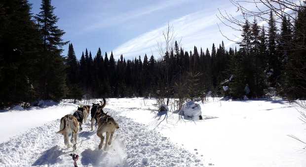 traîneau à chien Beaufortain randonnée multiactivité dans les Alpes