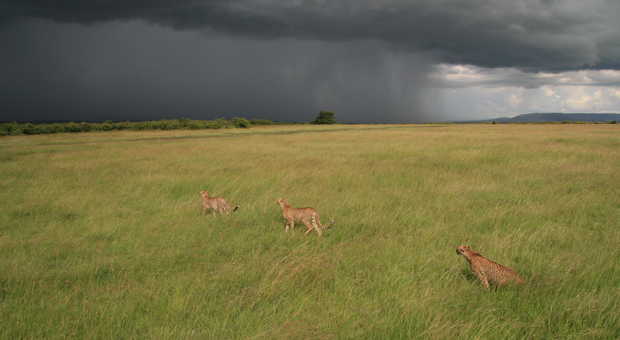Trois guépards au Kenya par temps orageux