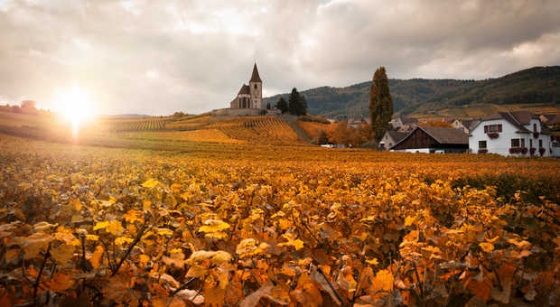 Vignoble d'Alsace et vignes en automne