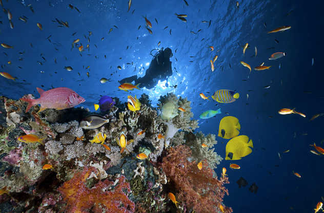 Plongeur au milieu de poissons et corail de la mer Rouge