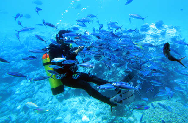 Plongeur dans un nuage de poissons en Mer Rouge
