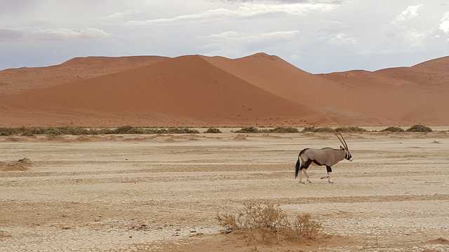 Oryx dans le désert du Namib
