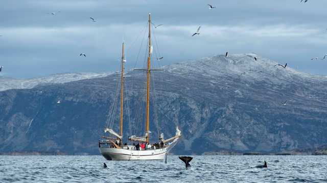 Le goxshein en Norvège