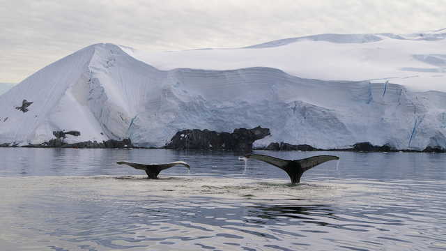© Grands Espaces Photo d'un baleine en antarctique