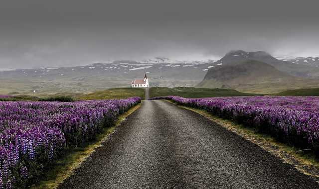 Champ de lupin, Islande - © Unsplash Unsplash Photo de lupin et d'une Eglise