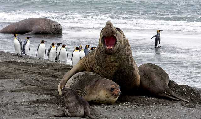 Elephants de mer et manchots en Antarctique - © Laforce Sylviane Elephants de mer et manchots en Antarctique